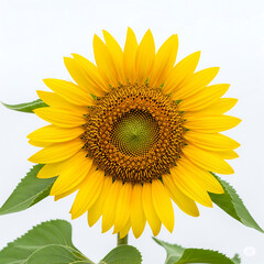 Obraz premium Vibrant Yellow Sunflower Close-Up