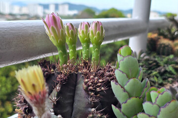 Cactus Flower Buds with Cityscape Background