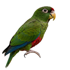 Sennett's Parrot: Vibrant Green Bird Species