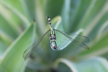 Green Dragonfly Perched on a Leaf