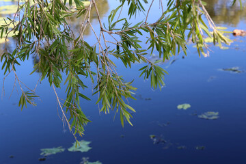 Leaves on a Bottlebrush Callistemon tree hanging over a lake of water