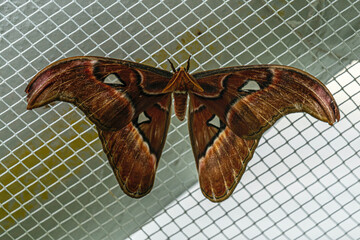 The beautiful views of the butterfly