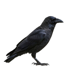 Fototapeta premium Majestic Raven: A Detailed Profile Against Black