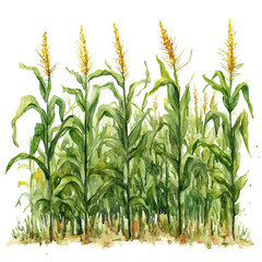 Corn Stalks Bending Breeze, watercolor drawing vector, isolated on a white background. © AMIDCO