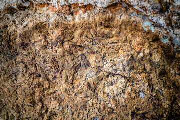 Fossilized Leaves In Rocky Surface