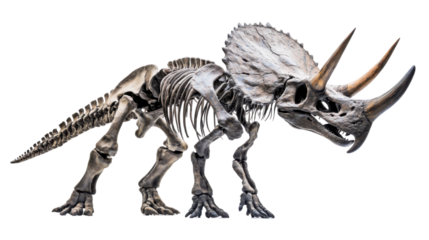 Gigantic triceratops skeleton isolated on white background