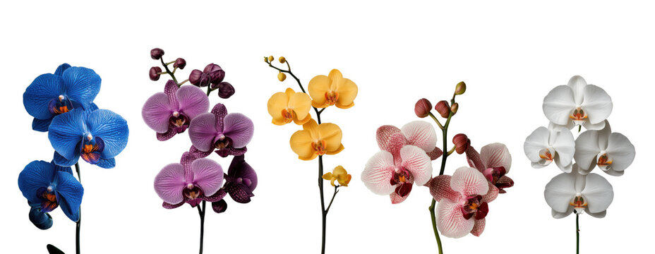 Vibrant collection of orchids showcases variety of colors including blue, purple, yellow, pink, and white, each with unique petal patterns and delicate stems