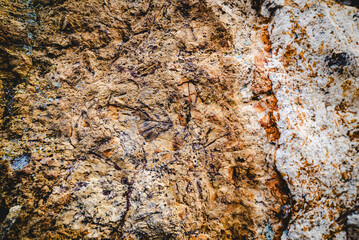 Leaves Fossilized Into A Rock