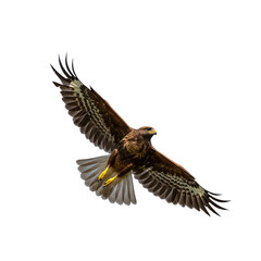 Majestic Eagle in Flight: A Powerful Avian Capture