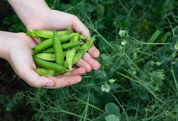 Freshly harvested green peas collected from a thriving garden during the late spring season