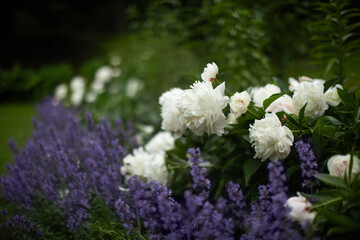 a flower bed with pearly white peonies and catnip