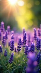 A tranquil scene of lavender flowers bathed in soft sunlight, evoking serenity and spiritual calm  Perfect for meditation, yoga, and wellness themes ,  ethereal,  beauty