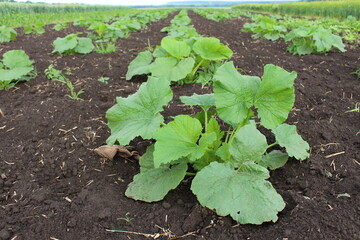 Planting young zucchini in the spring will soon bring a harvest
