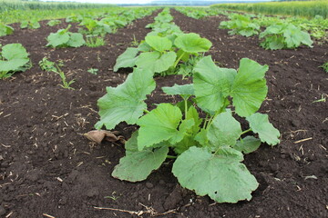 Planting young zucchini in the spring will soon bring a harvest