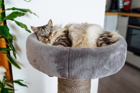 domestic cat sleeping on cat tree scratching post