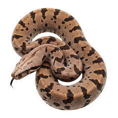 Obraz premium Striped Hognose Snake: Close-Up View