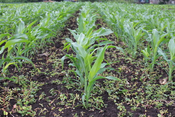 corn field in the village corn is very popular all over the world, used as grain and as corn oil
