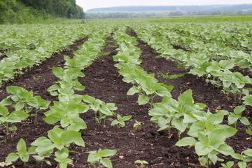 sunflower in the early stages of its life, future oil, sunflower oil is a super oil used in cooking...