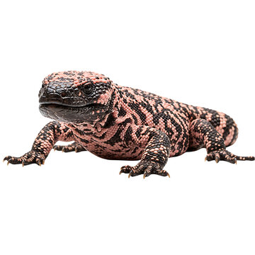 Gila Monster: Close-Up View of a Southwestern Reptile