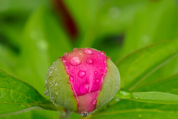 Flower. A pink bud of a peony. A genus of herbaceous perennials and deciduous shrubs. Nature.