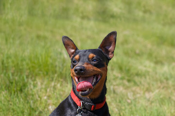 Dog. Portrait of a funny dwarf pinscher in a public park. A pet.