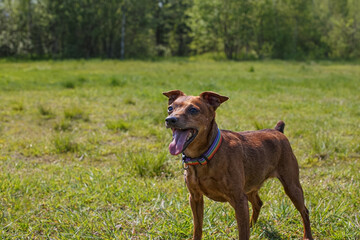 Dog. Portrait of a funny dwarf pinscher in a public park. A pet.