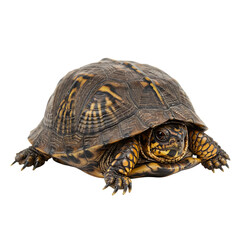 Obraz premium Eastern Box Turtle: Detailed Close-Up Photo of Reptile