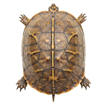 Asian Leaf Turtle: Detailed Shell View, Reptile Carapace
