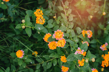 Flower in garden. Brightly Colored Lantana Flowers Blooming Amidst Green Foliage in a Vibrant Natural Setting