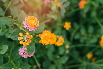 Flower in garden. Colorful Blossoms of Lantana Plant Surrounded by Lush Green Leaves in Bright Natural Light