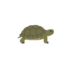 Cartoon turtle moving across a white background, showcasing its shell and features