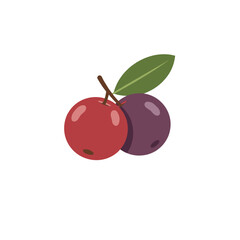 Vibrant illustration of red and purple cherries with green leaves on a white background