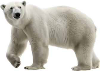 a polar bear on its hind legs  isolated on white background PNG