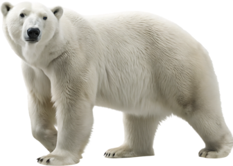 a polar bear on its hind legs  isolated on white background PNG