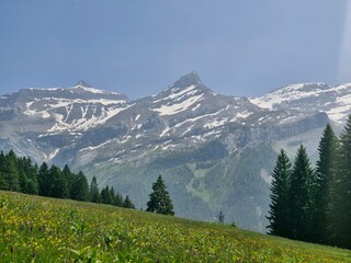 alpine meadow in the alps