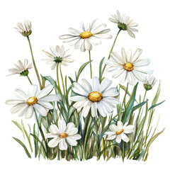Clover Patch White Daisies, watercolor drawing vector, isolated on a white background.