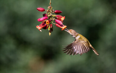 Common tailor bird sucking nectar from flowers. Selective focus.