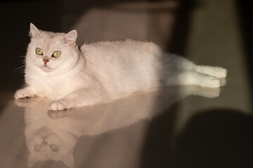 Obraz premium cat on a black background