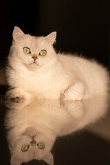 Obraz premium cat on a black background