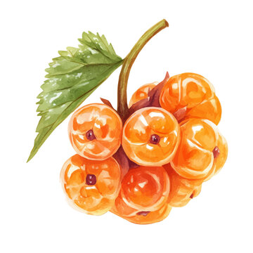 watercolor of Cloudberry Slice, vector, isolated on a white background.