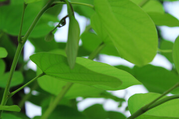 This is an ornamental plant that is common in Indonesia. I know it as the Bidara tree. Apart from the use of Bidara leaves, the fruit also has many benefits.