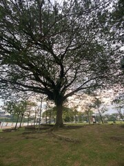 trees in the park