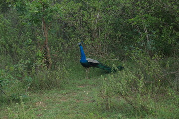 Obraz premium peacock in the park