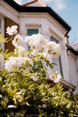 English white roses blooming in garden. Elegant floral scene