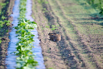hare in a nursery