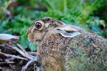 hare close up with reflection of a tree in his eye