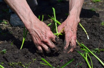 A man is planting a seed in the dirt. The dirt is brown and the