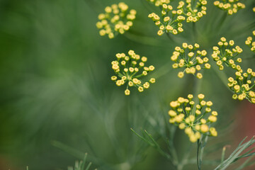 Obraz premium Fresh Dill Flowers in Bloom