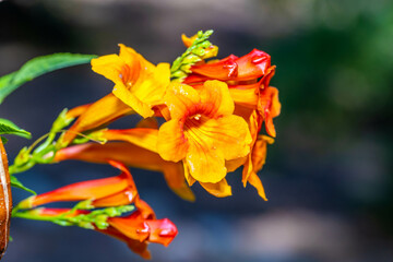 Fototapeta premium A flowering cactus in Tucson, Arizona
