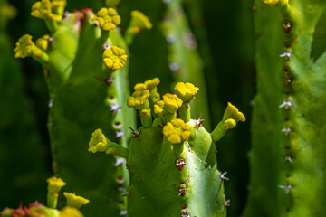 A flowering cactus in Tucson, Arizona